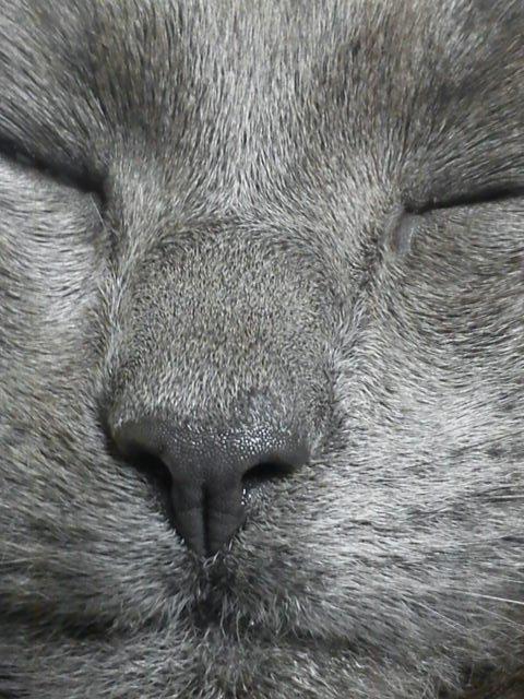 Blanding af racer Thomas(O'Malley) billede 9