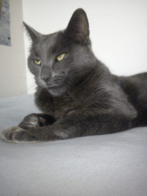 Blanding af racer Thomas(O'Malley) billede 12