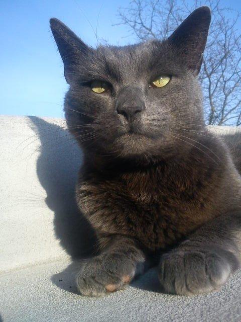 Blanding af racer Thomas(O'Malley) billede 13