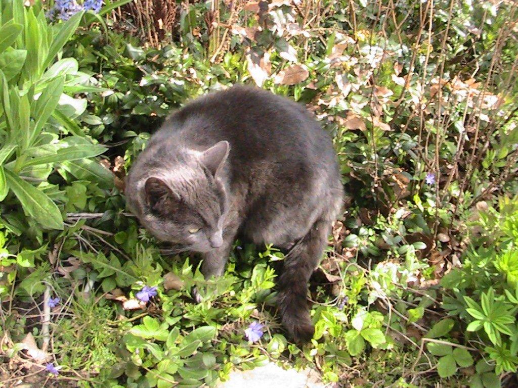 Blanding af racer Thomas(O'Malley) billede 14