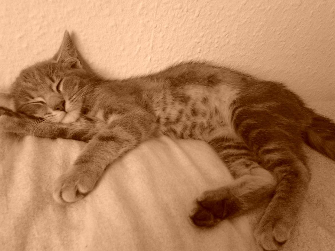 Huskat Bjarne billede 4