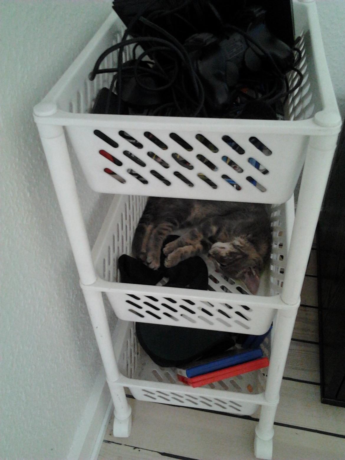 Huskat Bjarne billede 8