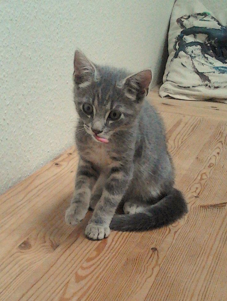 Huskat Bjarne billede 1