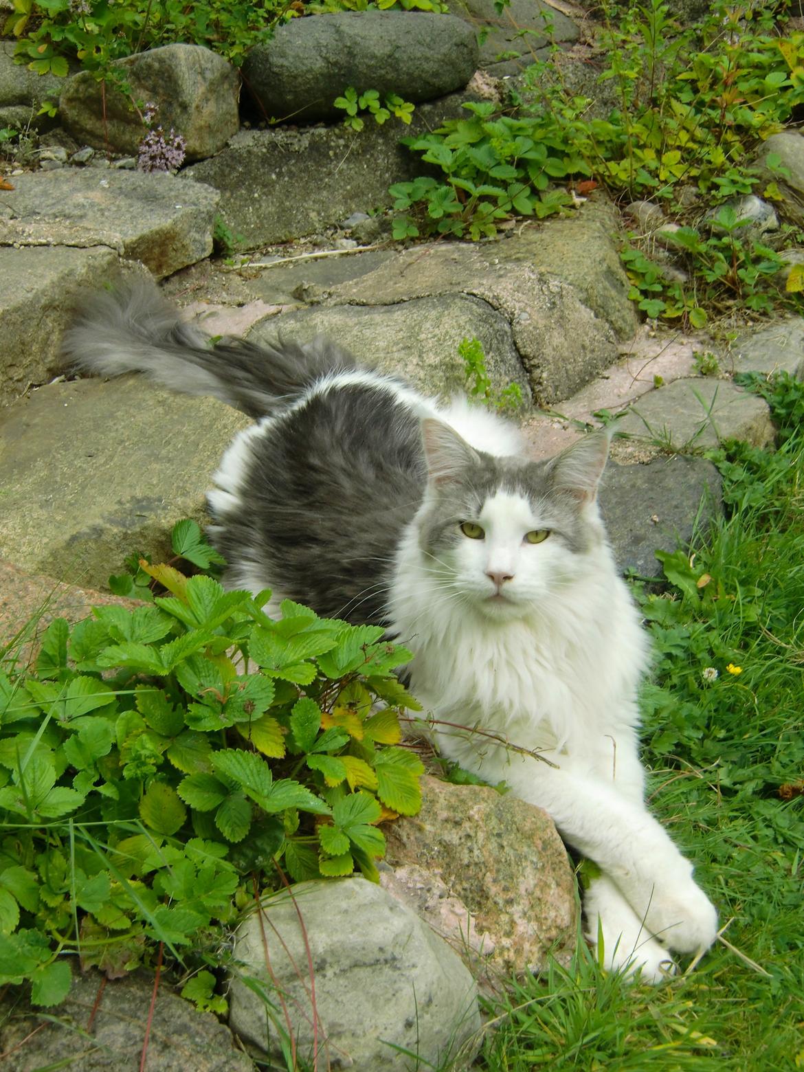 Maine Coon Milkiway - August 2012
1 år og 10 måneder gammel billede 9