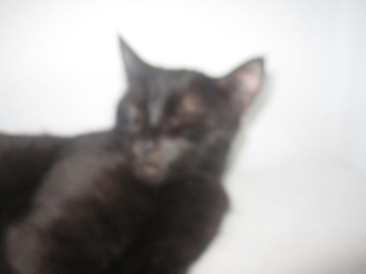 Huskat Mille billede 1