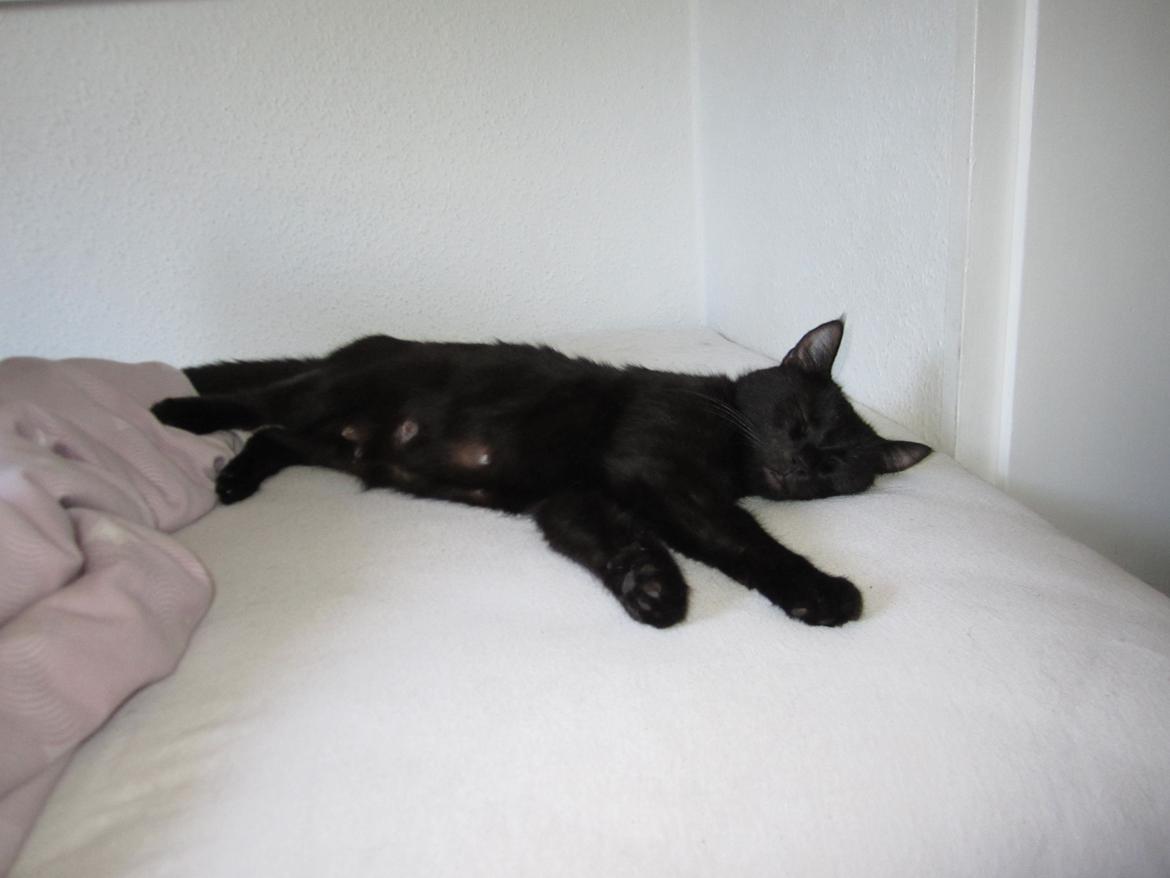 Huskat Mille billede 2