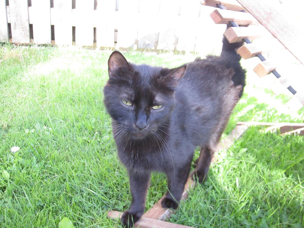 Huskat Mille billede 4