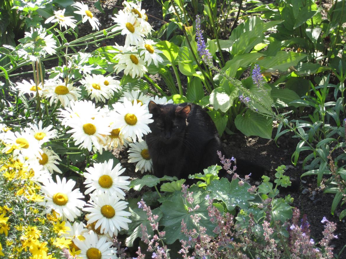 Huskat Mille billede 5