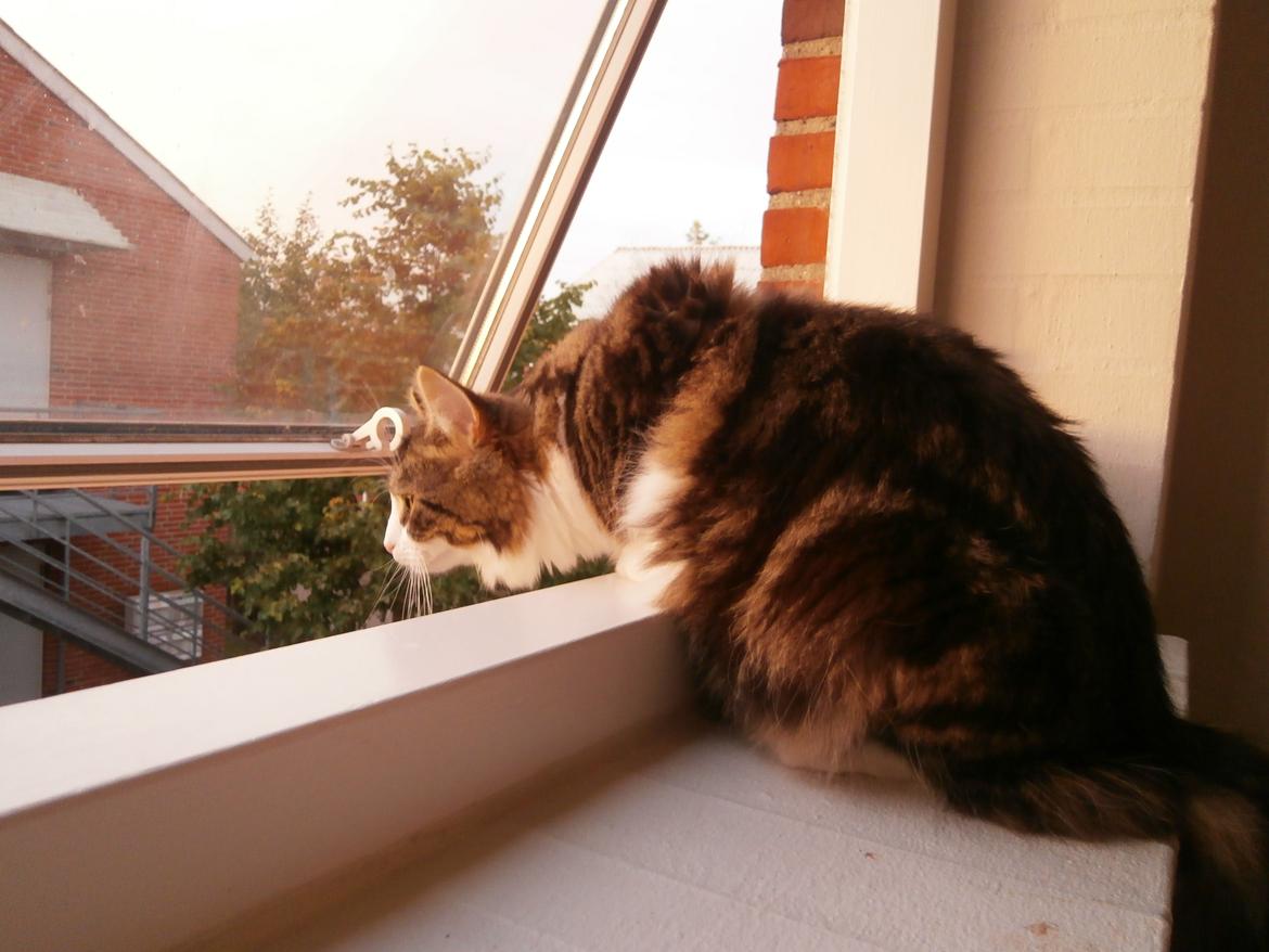 Sibirisk Kat DK Meldgaards Yana - Nyder udsigten billede 13