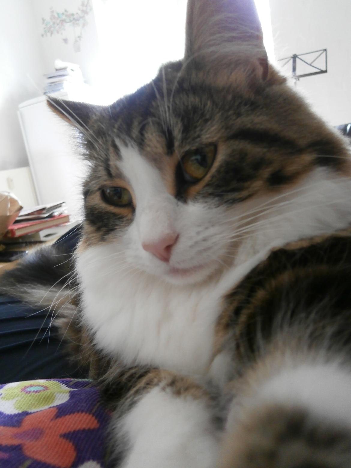 Sibirisk Kat DK Meldgaards Yana - Sommer 2012, min smukke tøs billede 14