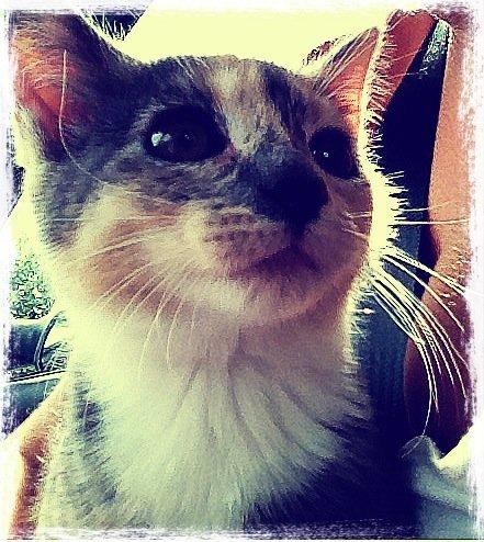 Huskat Astrid billede 1