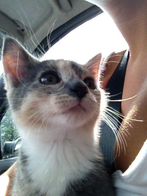 Huskat Astrid billede 2