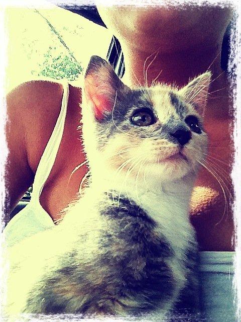 Huskat Astrid billede 3