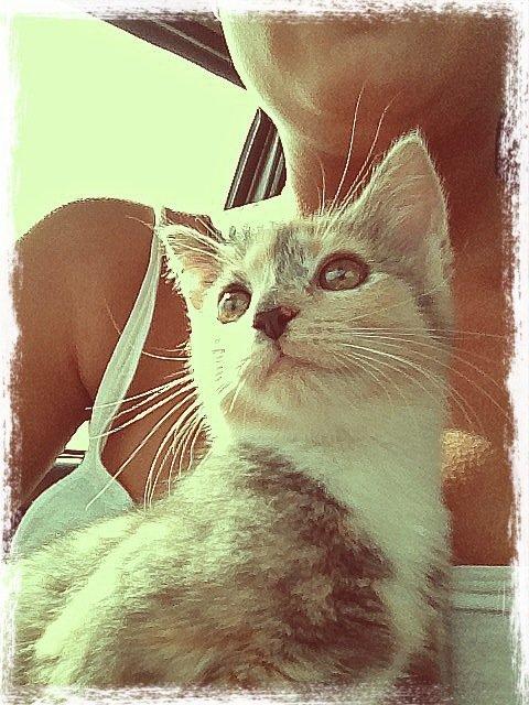 Huskat Astrid billede 4