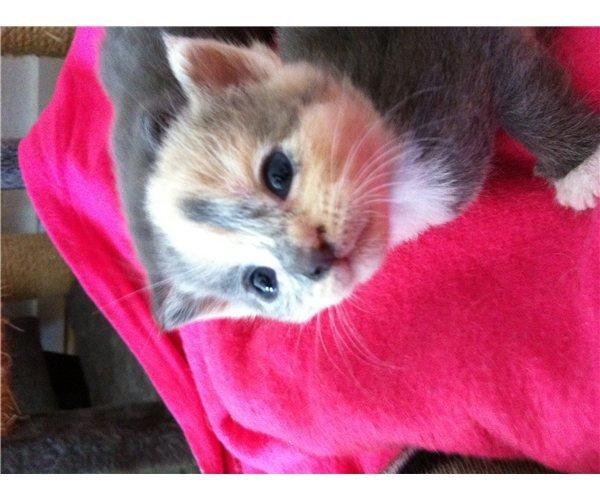 Huskat Astrid billede 5