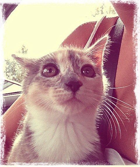 Huskat Astrid billede 6