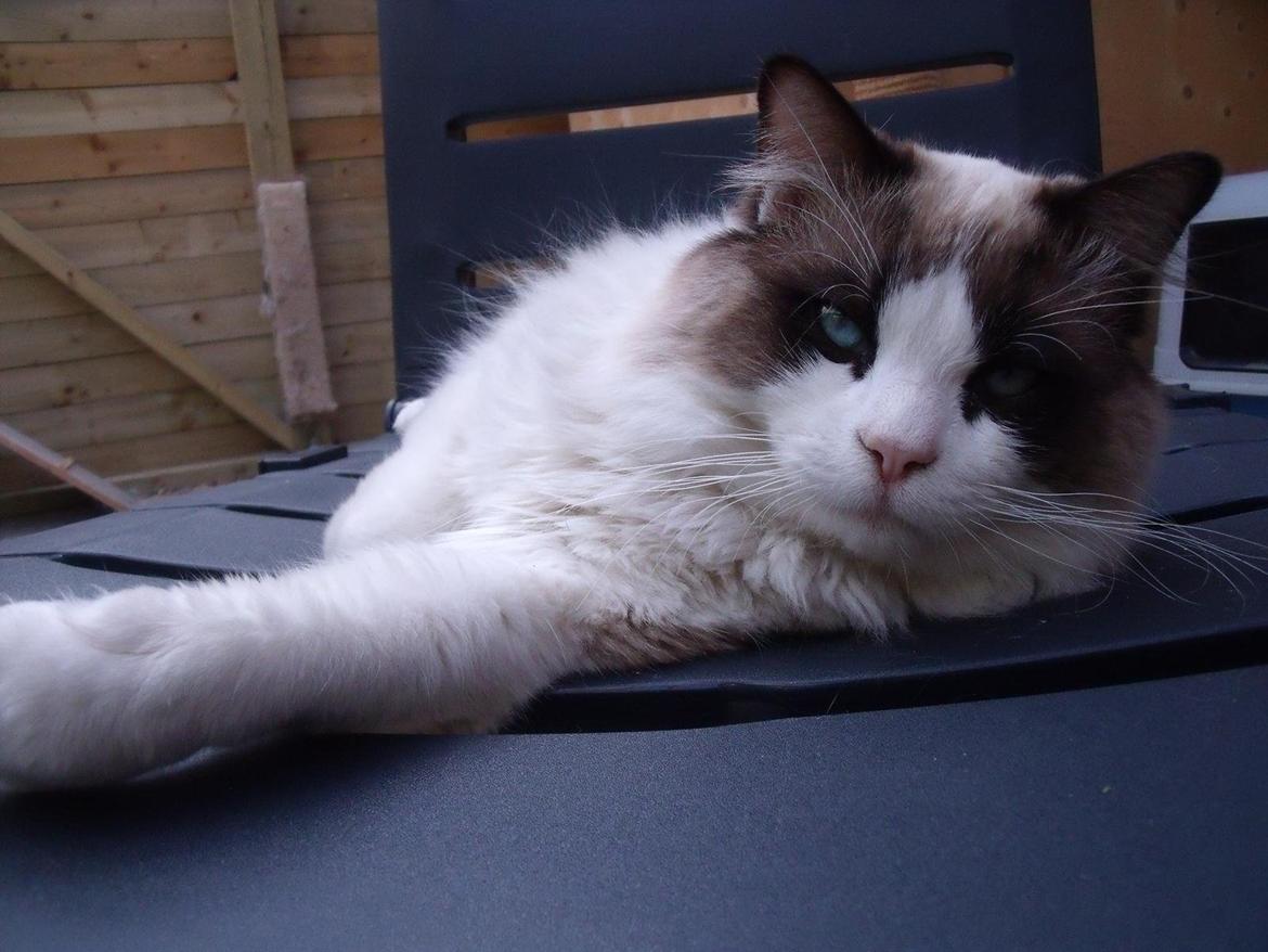 Ragdoll Elian Coffeebeat billede 8