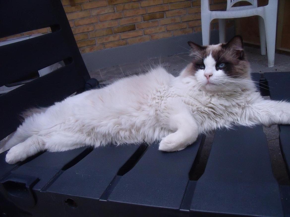 Ragdoll Elian Coffeebeat - lækkermås på solvogn billede 1