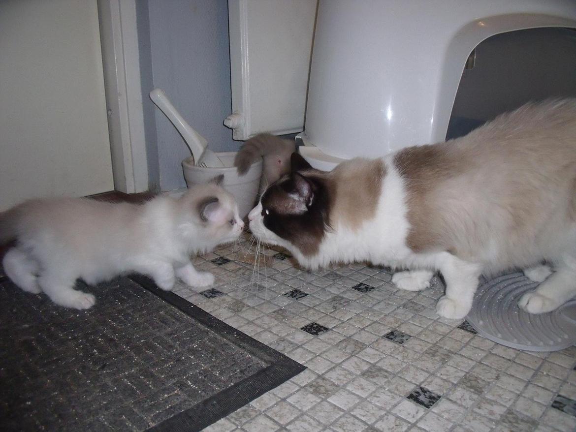 Ragdoll Elian Coffeebeat - Coffee hilser på en af hans killinger billede 9