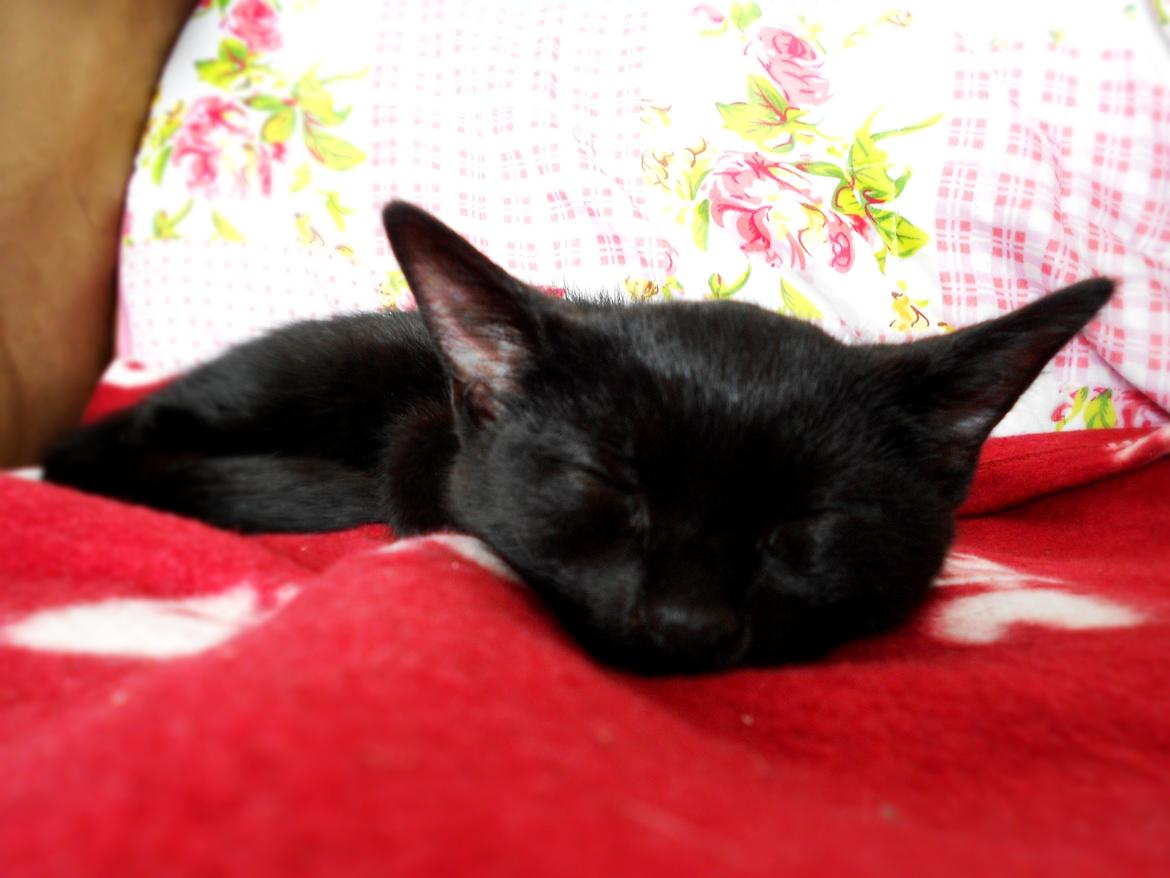 Huskat Leonard Mi Mi - Min smukke dreng <3 billede 13