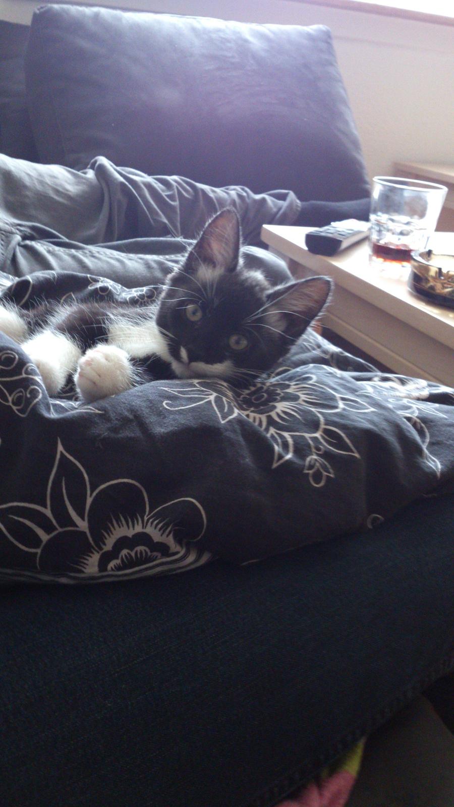 Huskat Jax billede 1