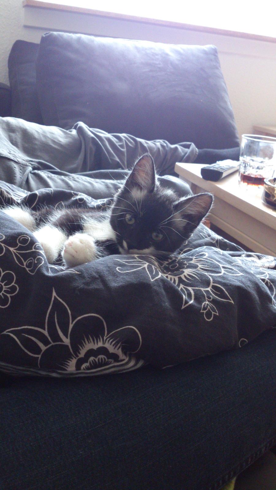 Huskat Jax billede 2