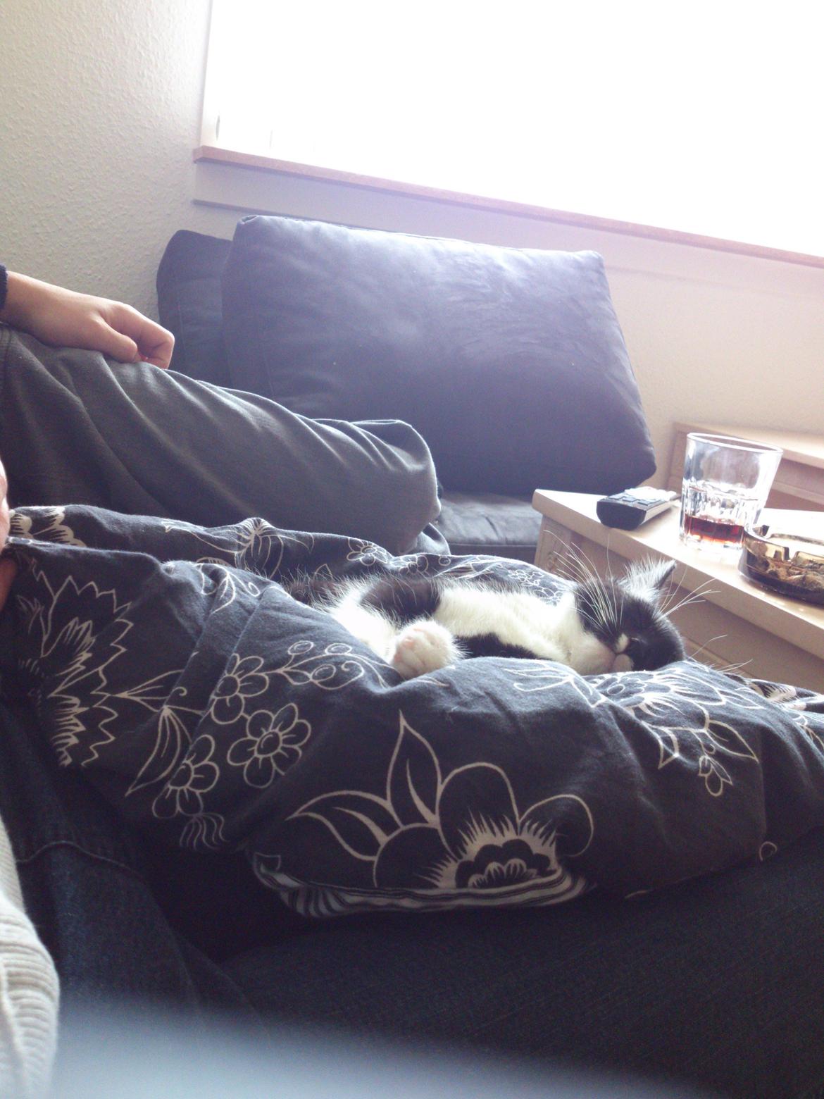 Huskat Jax billede 3