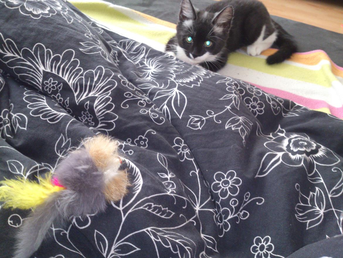 Huskat Jax billede 4