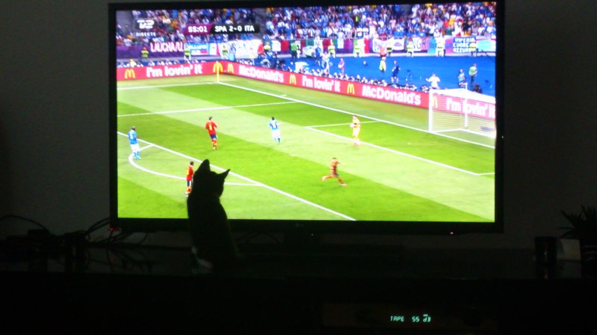 Huskat Jax billede 5