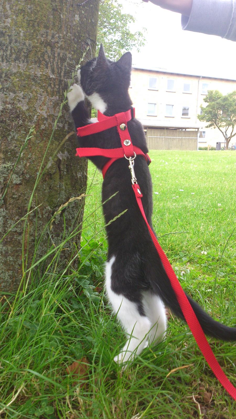 Huskat Jax billede 7