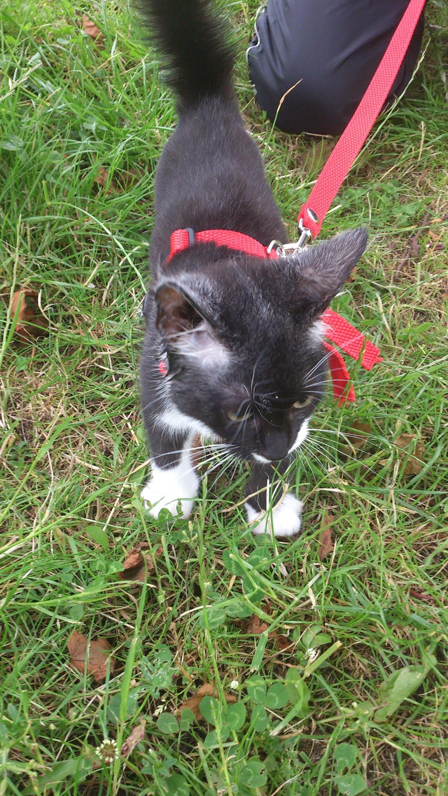 Huskat Jax billede 8