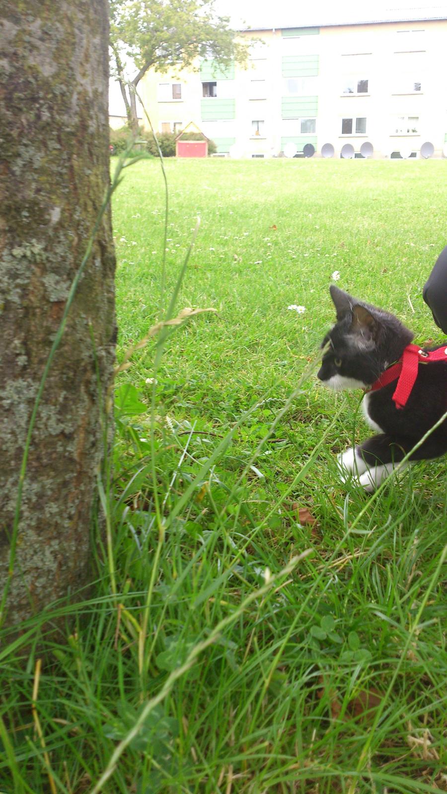 Huskat Jax billede 9