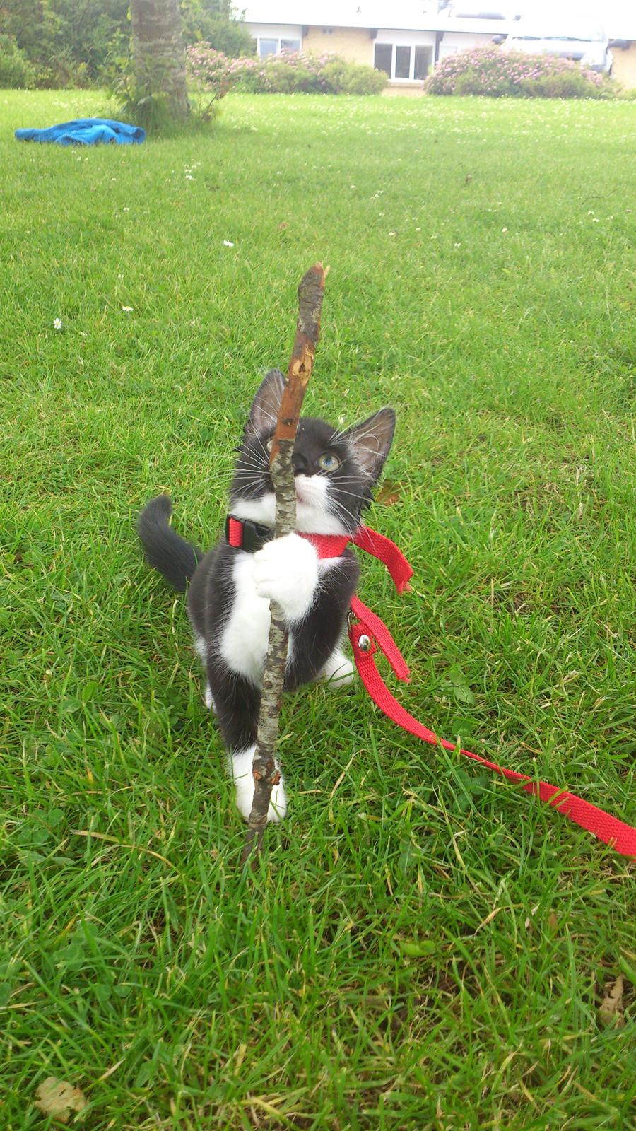 Huskat Jax billede 10