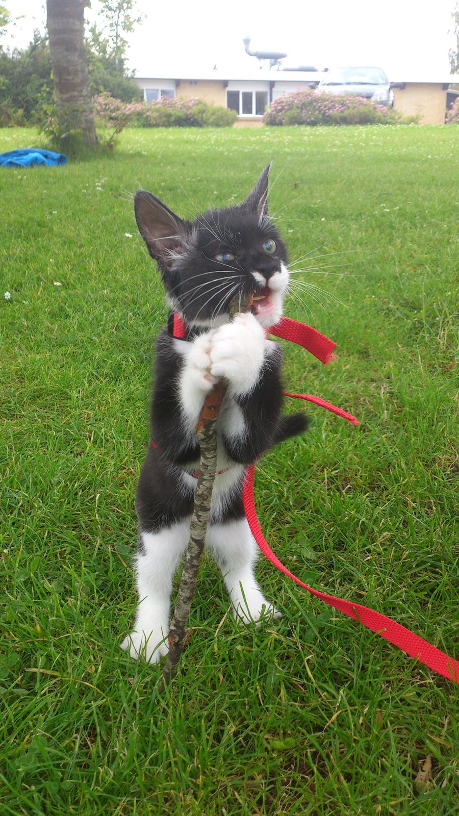 Huskat Jax billede 11