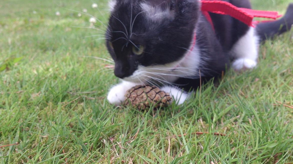 Huskat Jax billede 12