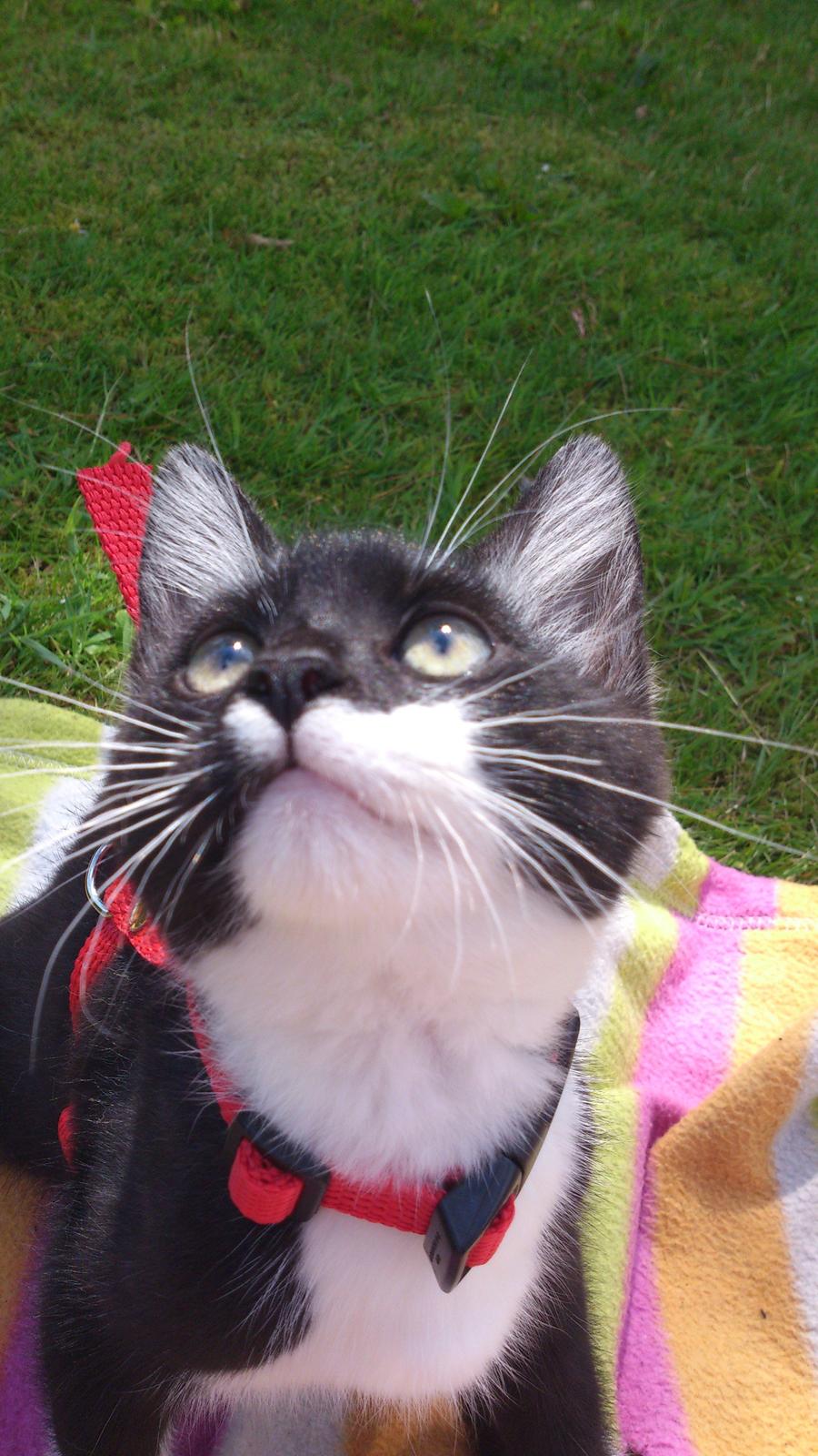 Huskat Jax billede 13