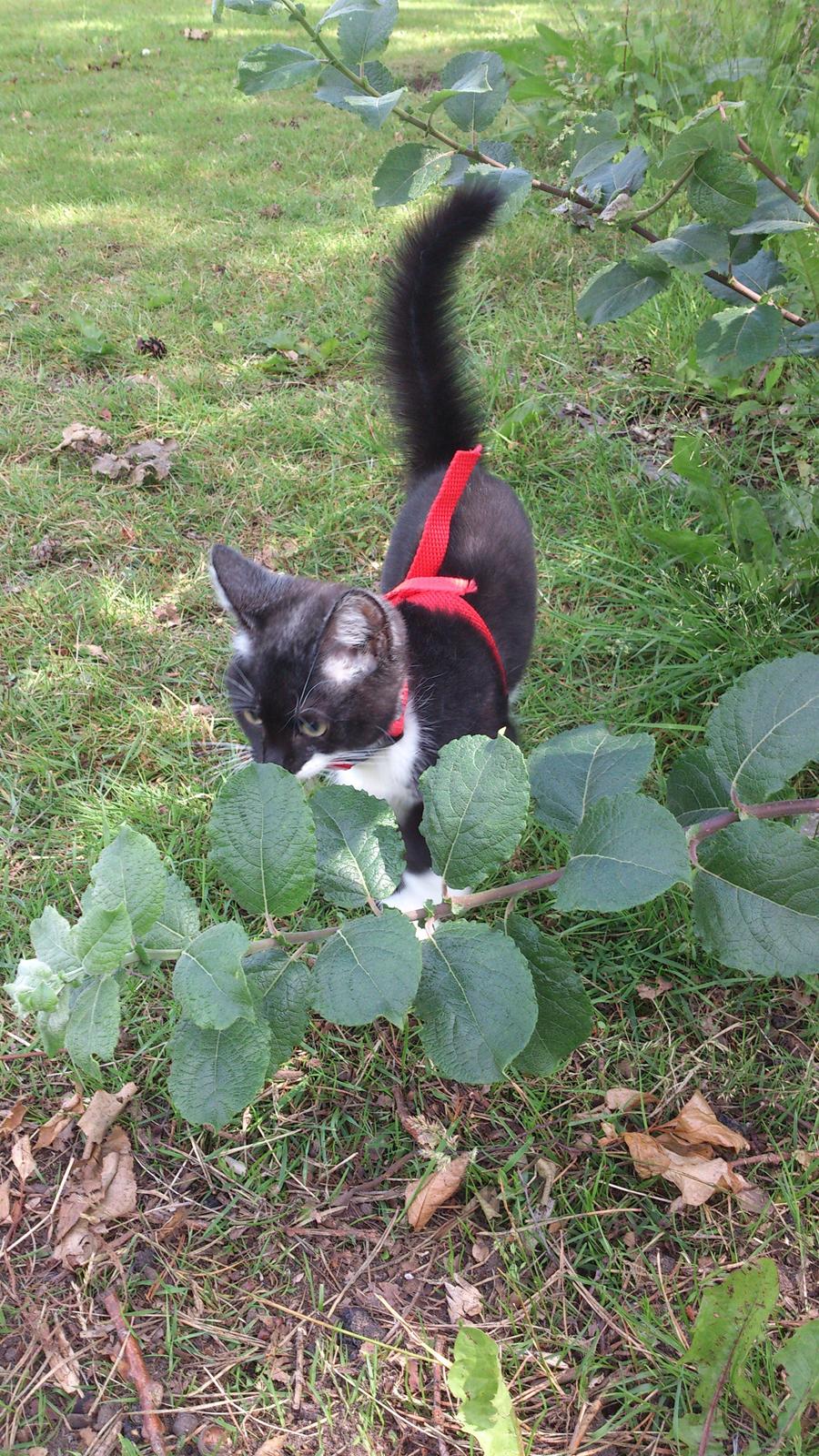 Huskat Jax billede 14