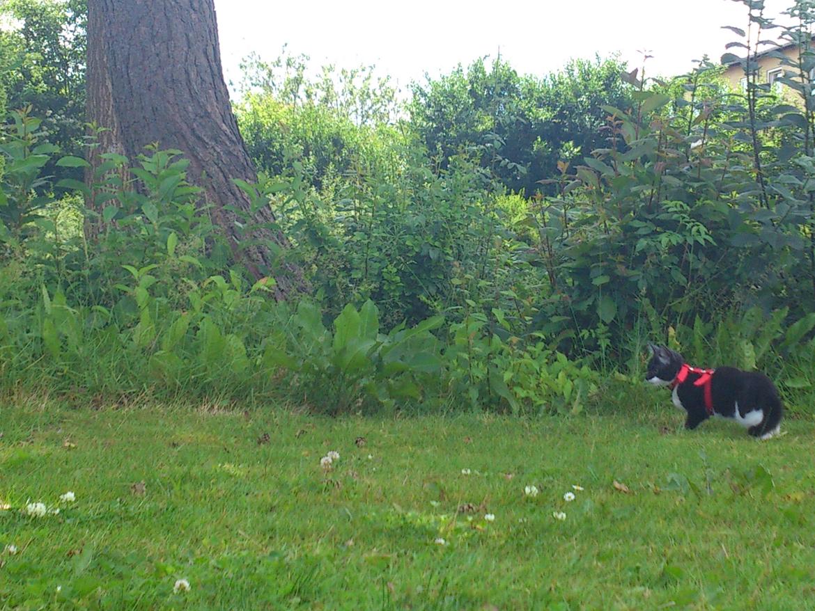 Huskat Jax billede 15