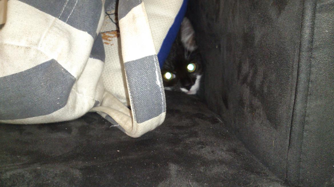 Huskat Jax billede 16