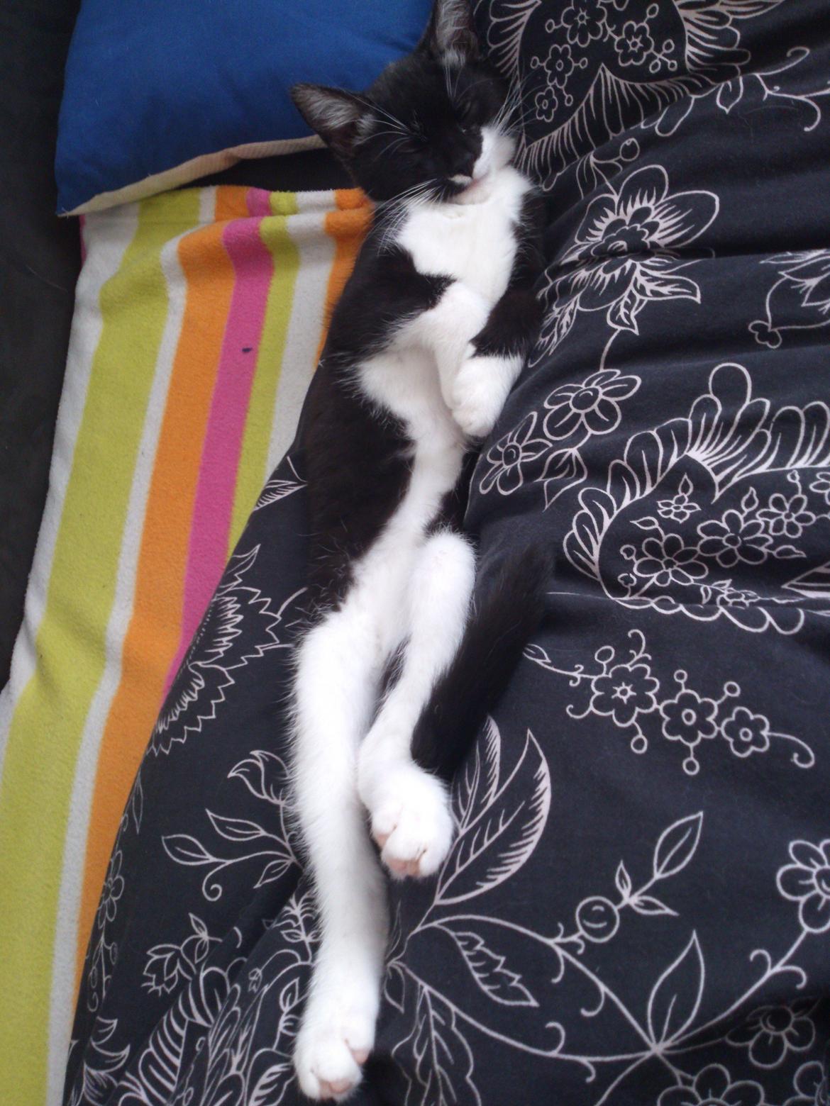 Huskat Jax billede 17