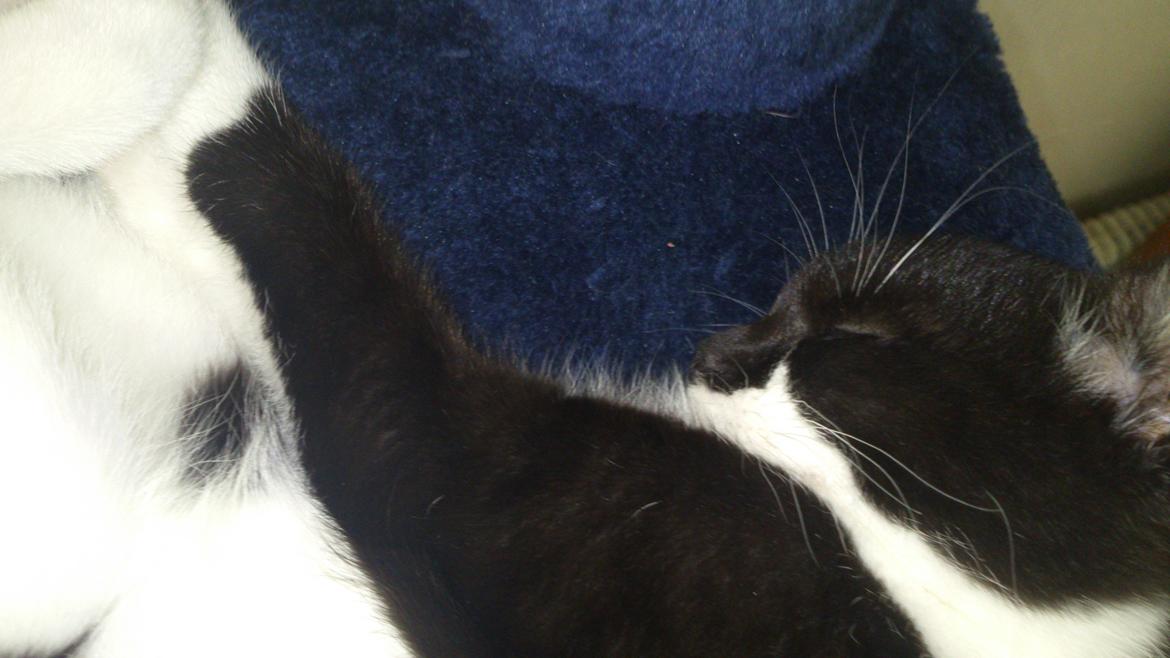 Huskat Jax billede 18