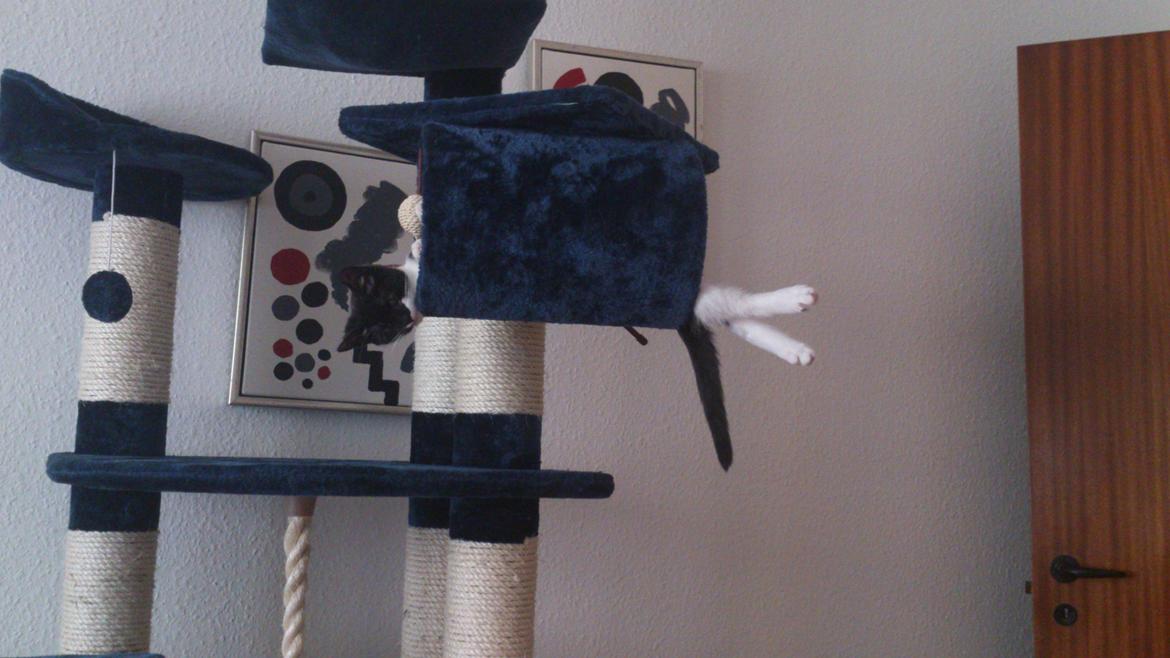 Huskat Jax billede 19