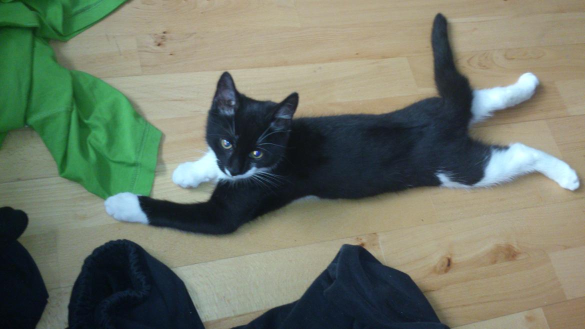 Huskat Jax billede 20