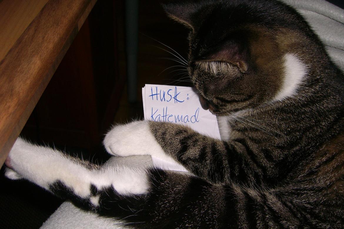 Huskat Mitten - 2011
Mitten minder os om de vigtigste indkøb... billede 1