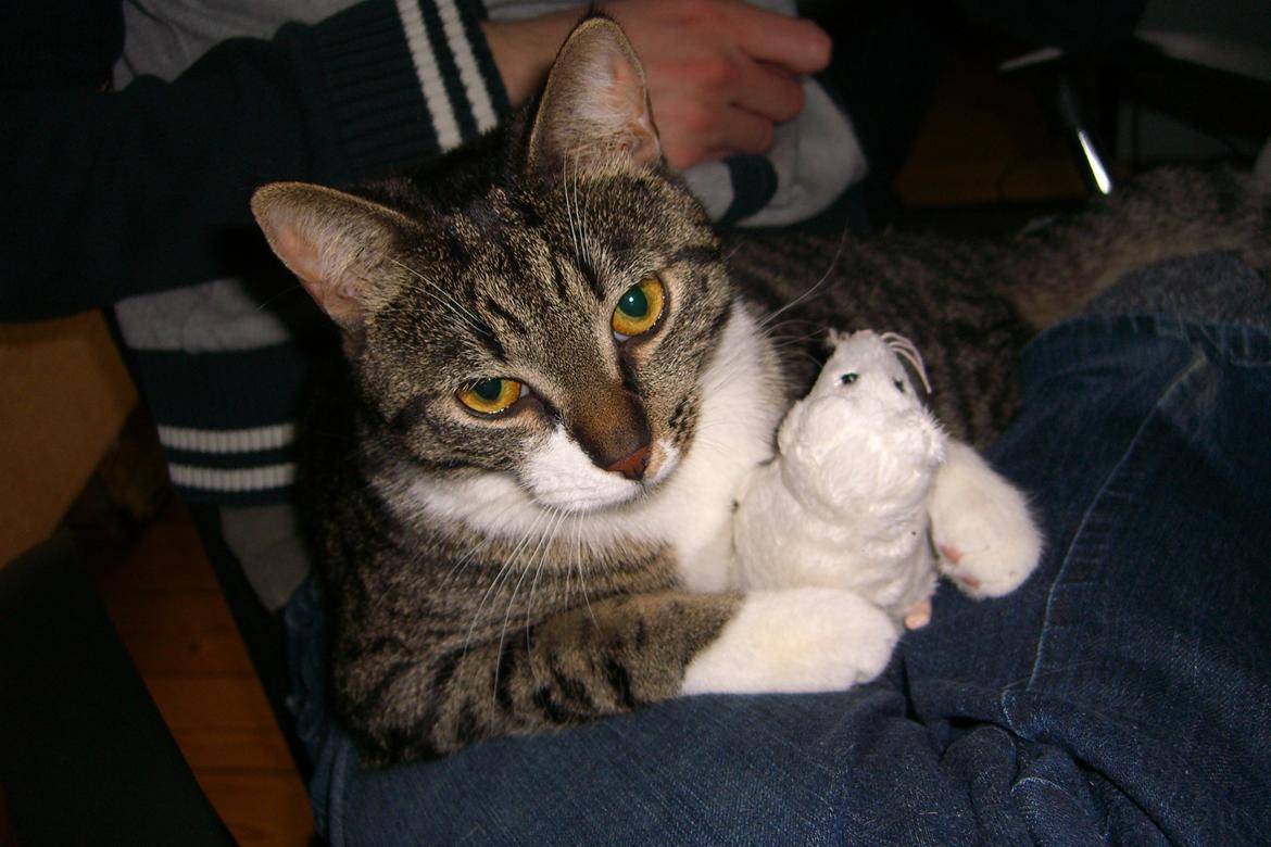 Huskat Mitten - 2011
Mitten og rotten... billede 2