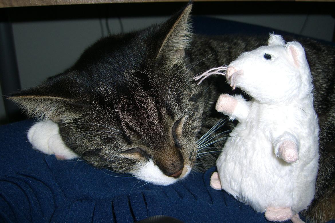 Huskat Mitten - 2011
Man kan godt blive træt - det kan man... billede 3