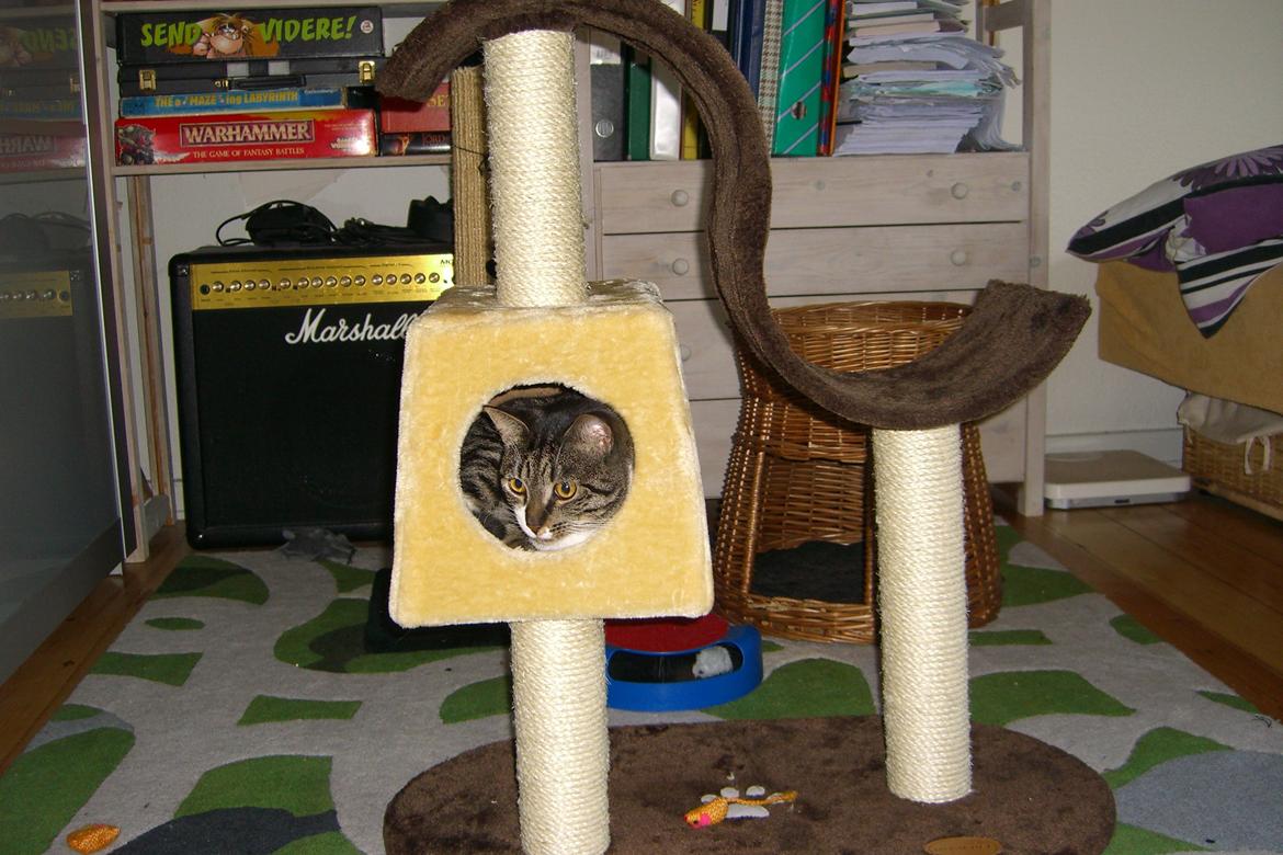 Huskat Mitten - 2011
Mittens fine nye kradsetræ :) billede 4