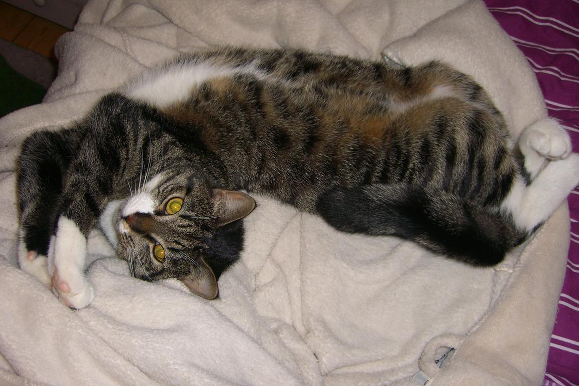 Huskat Mitten - 2011
Broke-back-Mit billede 6