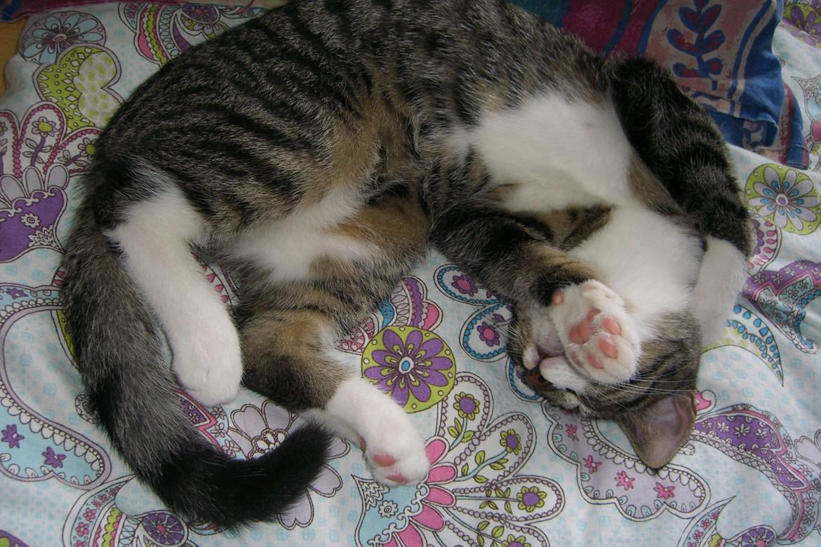 Huskat Mitten - 2010
Mitten som lille bitte ;) billede 7