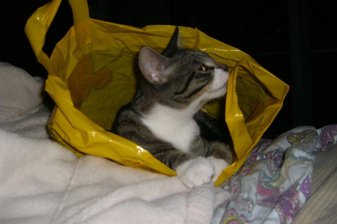 Huskat Mitten - 2010
Mitten leger med netto billede 8